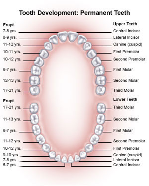 primary tooth chart