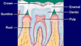 Tooth Anatomy | Anatomy Of A Tooth | Details From the Oral Care Center